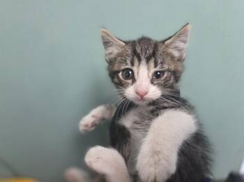 Domestic Short Hair Cats Available for Adoption in Antioch, California - COMPASS | PetCurious