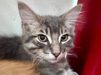 Willy -  Domestic Long Hair Cat for Adoption in Powell, Ohio - Willy | PetCurious