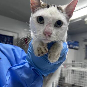 Domestic Short Hair Cats Available for Adoption in Summerville, South Carolina - Bianca | PetCurious