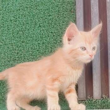 9 kittens Part 1 -  Domestic Medium Hair Cat Available for Adoption in Brampton, Ontario - 9 Kittens Part 1 | PetCurious