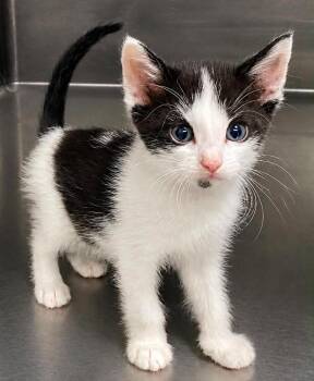 Domino -  Domestic Short Hair Cat for Adoption in Columbia, Tennessee - Domino | PetCurious