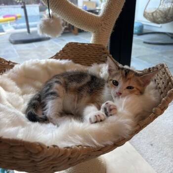 Sassy -  Domestic Short Hair Cat for Adoption in Spokane, Washington - Sassy | PetCurious