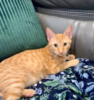 Copper (bonded with Apricot) -  Domestic Short Hair Cat for Adoption in Sandy Springs, Georgia - Copper (bonded With Apricot) | PetCurious
