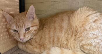 Tabby and Domestic Short Hair Cats Available for Adoption - Olivia - CCC | PetCurious