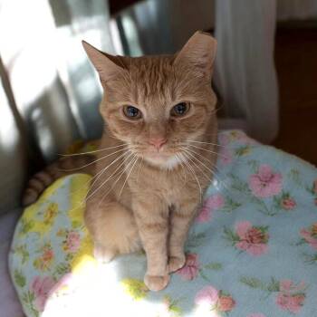 Devin -  Domestic Short Hair Cat for Adoption in Wilmington, Ohio - Devin | PetCurious