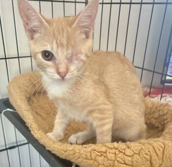 Keoni -  American Shorthair Cat for Adoption in Greensboro, North Carolina - Keoni | PetCurious