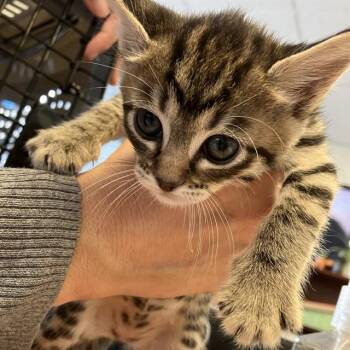 ALLIE -  Domestic Short Hair Cat for Adoption in Alameda, California - ALLIE | PetCurious