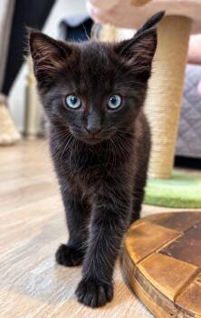 Grover -  Domestic Long Hair Cat for Adoption in Victor, New York - Grover | PetCurious