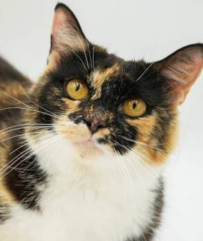 Purrfect is kitty purrfection - PURE LOVE - possible THERAPY cat -  Calico and Turkish Van Cat for Adoption in Bedford Hills, New York - Purrfect Is Kitty Purrfection - PURE LOVE - Possible THERAPY Cat | PetCurious