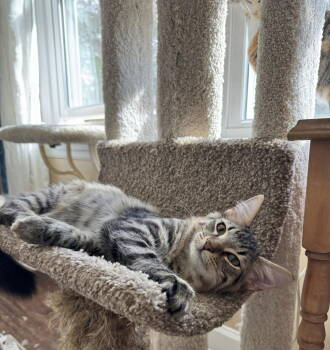 Rescue Domestic Medium Hair Cats for Adoption in Wilmington, North Carolina - Reese | PetCurious