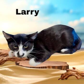 LARRY -  Domestic Medium Hair and Domestic Short Hair Cat for Adoption in Visalia, California - LARRY | PetCurious