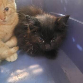 Domestic Long Hair and Domestic Short Hair Cats Available for Adoption in Memphis, Tennessee - Fonzie | PetCurious