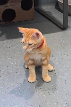 Koa -  Domestic Short Hair Cat for Adoption in Mesquite, Nevada - Koa | PetCurious