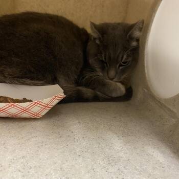 Miss Gray -  Domestic Short Hair Cat for Adoption in Reno, Nevada - Miss Gray | PetCurious