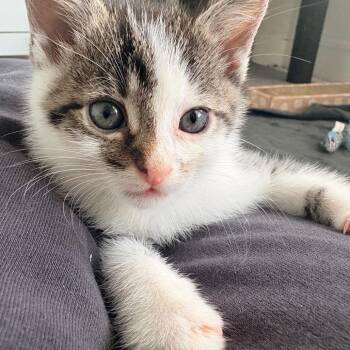 Ned -  Domestic Short Hair Cat for Adoption in Marshall, Virginia - Ned | PetCurious