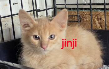 Jinji -  Domestic Medium Hair Cat for Adoption in Springfield, Oregon - Jinji | PetCurious