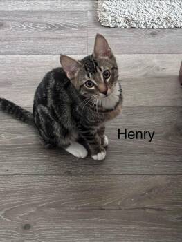 Henry -  Tabby Cat for Adoption in Burnaby, British Columbia - Henry | PetCurious