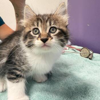 Milo -  Domestic Short Hair Cat for Adoption in Englewood, Florida - Milo | PetCurious