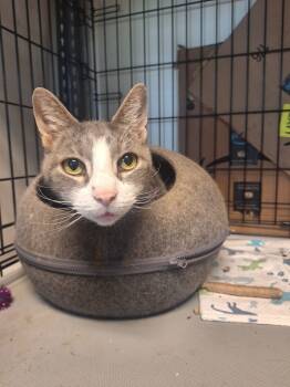 Rescue Domestic Short Hair Cats for Adoption in Windsor, Connecticut - Glitch | PetCurious
