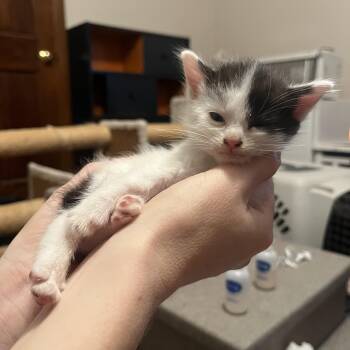 Rescue Domestic Short Hair Cats for Adoption in Columbus, Ohio - Pearl | PetCurious