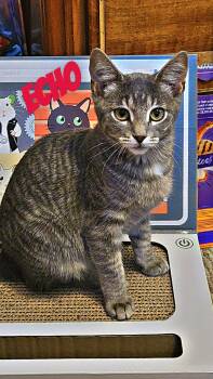Echo -  Domestic Short Hair Cat for Adoption in Crown Point, Indiana - Echo | PetCurious
