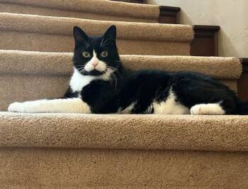 Rescue Domestic Medium Hair Cats for Adoption in Las Vegas, Nevada - Soji | PetCurious