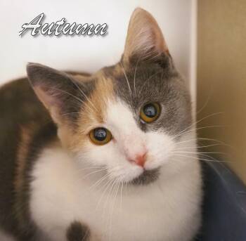 Rescue Domestic Short Hair Cats for Adoption in Middle Township, New Jersey - Autumn | PetCurious