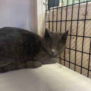 Domestic Short Hair Cats Available for Adoption - Icy | PetCurious