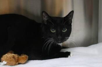 Domestic Short Hair Cats Available for Adoption in Brunswick, Georgia - Radar | PetCurious