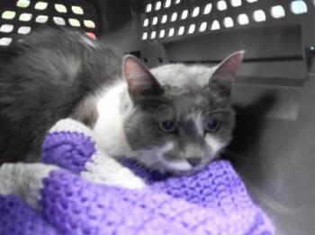 Domestic Medium Hair and Domestic Short Hair Cats Available for Adoption in Omaha, Nebraska - DAKOTA | PetCurious