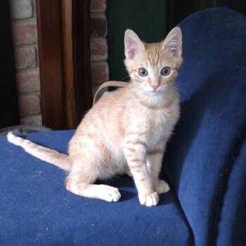 A1049603 Dino Nugget -  Domestic Short Hair Cat for Adoption in Pleasant Hill, California - A1049603 Dino Nugget | PetCurious
