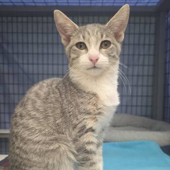 Gabbie -  Domestic Short Hair Cat for Adoption in Oshkosh, Wisconsin - Gabbie | PetCurious