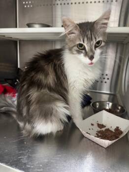 Koko Loretta -  Domestic Medium Hair Cat for Adoption in Fort Lupton, Colorado - Koko Loretta | PetCurious