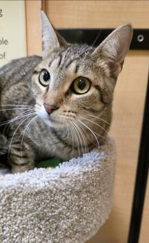 Domestic Short Hair Cats Available for Adoption - Oakley | PetCurious