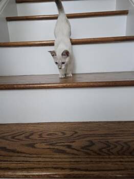 MISS PEARL -  Domestic Short Hair Cat for Adoption in Charlotte, North Carolina - MISS PEARL | PetCurious