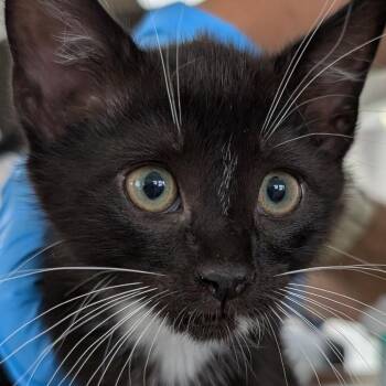 Domestic Short Hair Cats Available for Adoption in Chapel Hill, North Carolina - Pan | PetCurious