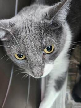 Star -  Domestic Short Hair Cat for Adoption in Columbus, Indiana - Star | PetCurious