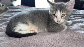 Leo -  Domestic Short Hair Cat for Adoption in Greenwood, Indiana - Leo | PetCurious