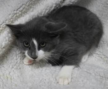 Brooke -  Domestic Medium Hair Cat for Adoption in Thief River Falls, Minnesota - Brooke | PetCurious