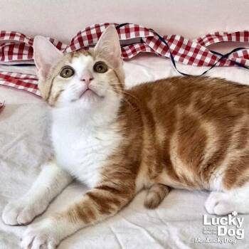 Goldie -  Domestic Short Hair Cat for Adoption in Washington, District Of Columbia - Goldie | PetCurious