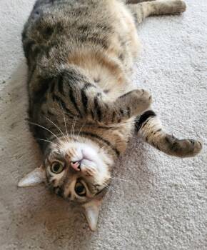 Rascal -  Tabby Cat for Adoption in New Albany, Ohio - Rascal | PetCurious