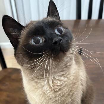 Siamese Cats Available for Adoption in Newburgh, New York - Jay | PetCurious