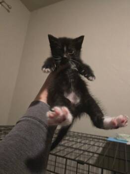 Domestic Short Hair Cats Available for Adoption in Brookings, Oregon - JC | PetCurious