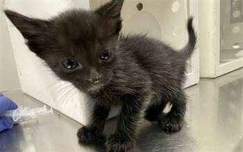 POE -  Domestic Short Hair Cat for Adoption in Ontario, California - POE | PetCurious