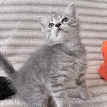 Chai -  Domestic Short Hair Cat for Adoption in Pompano Beach, Florida - Chai | PetCurious