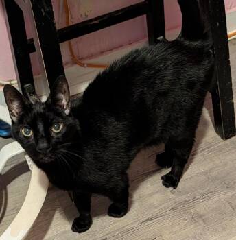 Domestic Short Hair Cats Available for Adoption - Giza | PetCurious