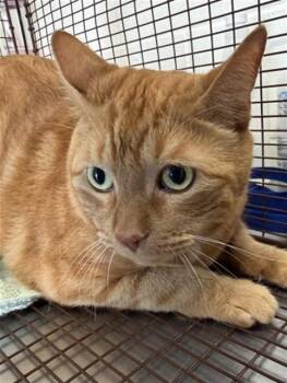 ASLAN -  American Shorthair Cat for Adoption in San Bernardino, California - ASLAN | PetCurious