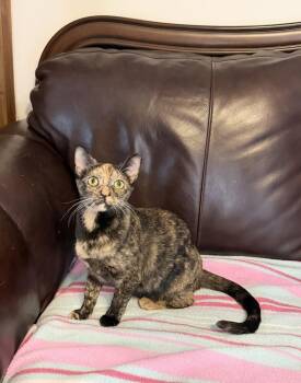 Domestic Short Hair Cats Available for Adoption - Scrabble | PetCurious