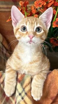 6/2/26 Biscuit -  Domestic Short Hair Cat for Adoption in Stillwater, Oklahoma - 6/2/26 Biscuit | PetCurious
