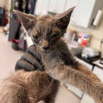 Rescue Domestic Short Hair Cats for Adoption in Huntington, West Virginia - Ellis | PetCurious